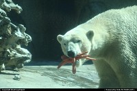 Photo by WestCoastSpirit | San Diego  zoo, balboa, wildlife, bear, polar bear